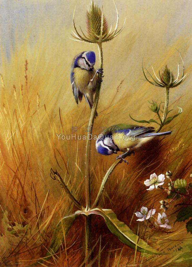 Bluetits On A Teasel - 阿奇博尔德·索伯恩